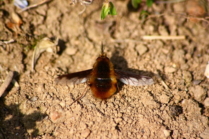 Bombylius major